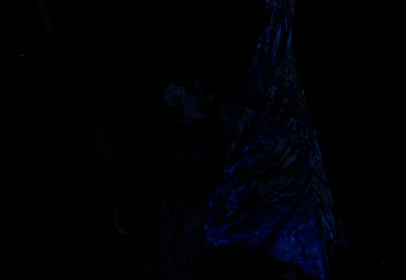 钓到瑰丽盾章菊螺的场景图