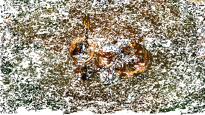 诺手实战效果动图