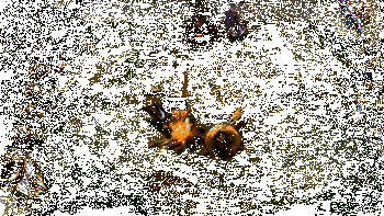 加里奥实战效果动图