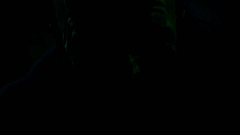 《吸血鬼：避世血族2》相关图片1