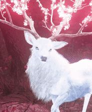 刺客信条影相关游戏画面