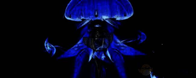 坎特蕾拉角色图