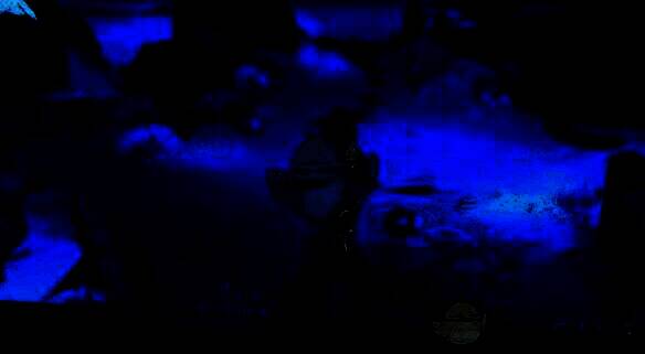 平台上的护心鳞