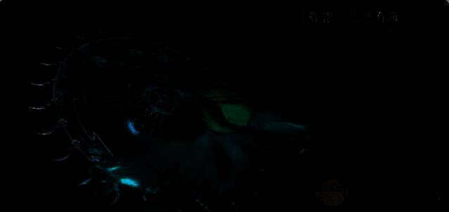 燕云十六声北溟有鱼奇术外观词条洗练预览4