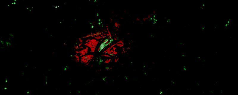 《暗影帷幕:五轮传奇》相关图片1