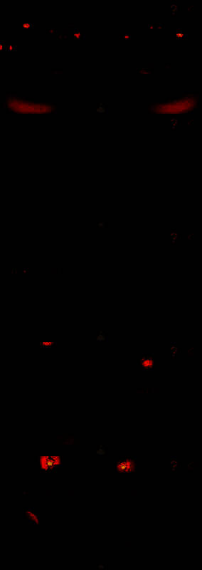 前往野鸭餐馆的路线图