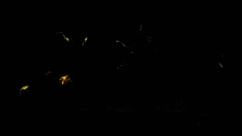 两栖中立生物营地展示