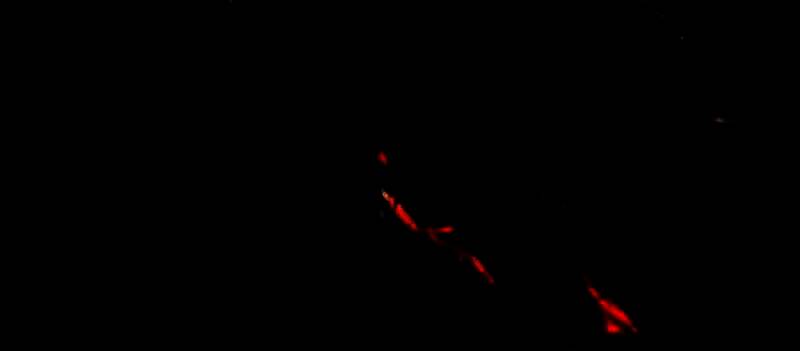 《代号：紫罗兰》官方声明画面