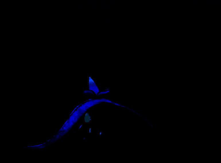 洛克王国世界犀角鸟相关图片3