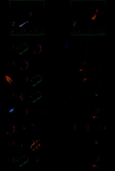 金铲铲之战重装卡牌阵容站位图