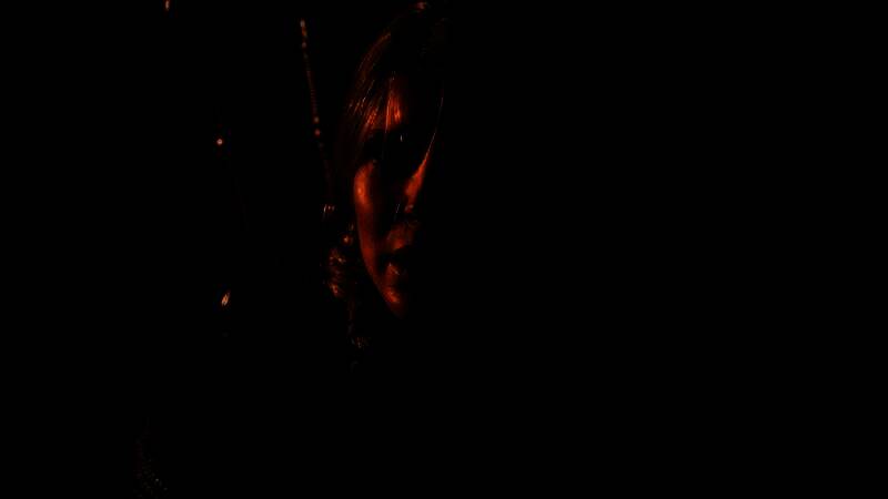 《巫师4》相关图片1