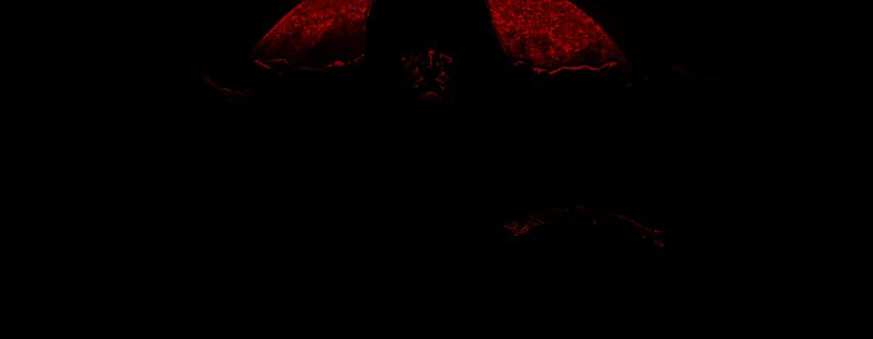 《吸血鬼幸存者》相关图片