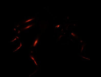 《R.E.P.O.》肉胎虫/蟑螂机制展示画面