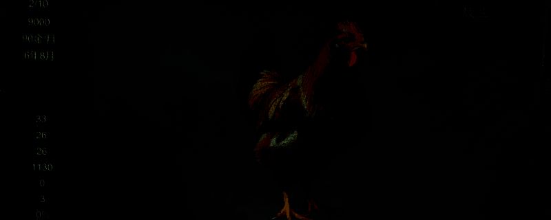 游戏中斗鸡相关画面1