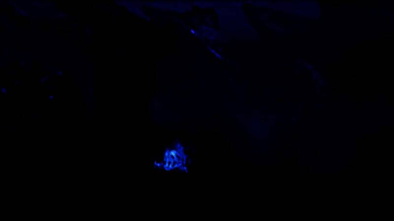 小猫威吓小型生物的场景