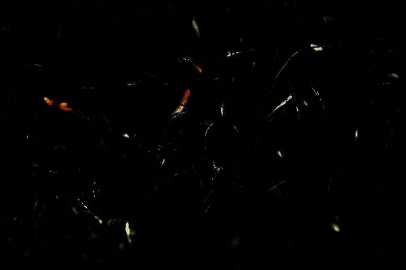 勺嘴鹬雏鸟图片