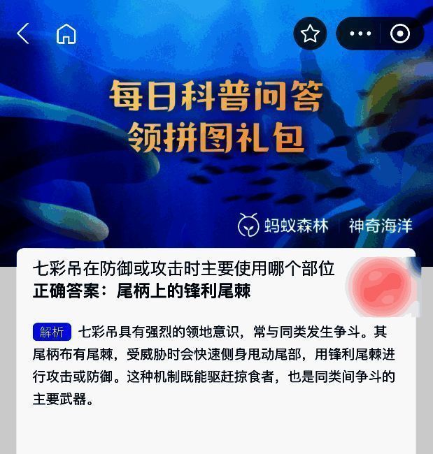 七彩吊展示图,突出尾部结构,清晰标注尾棘位置