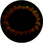 植物大战僵尸写实版 V1.1.5