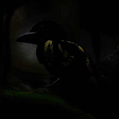 小鸟电视 免费tv在线看 V5.2.0